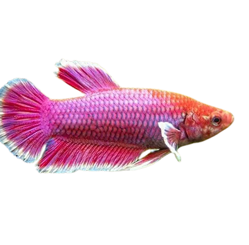 PECES BETTA HEMBRA