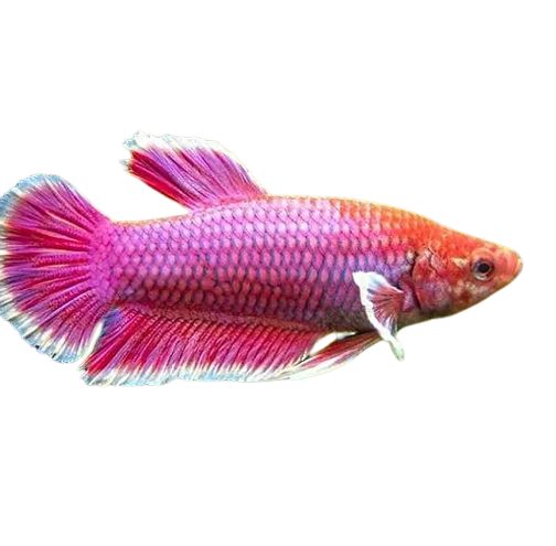 PECES BETTA HEMBRA