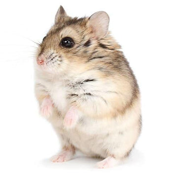 HAMSTER RUSO