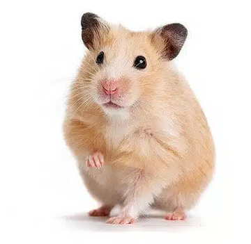 HAMSTER SIRIO