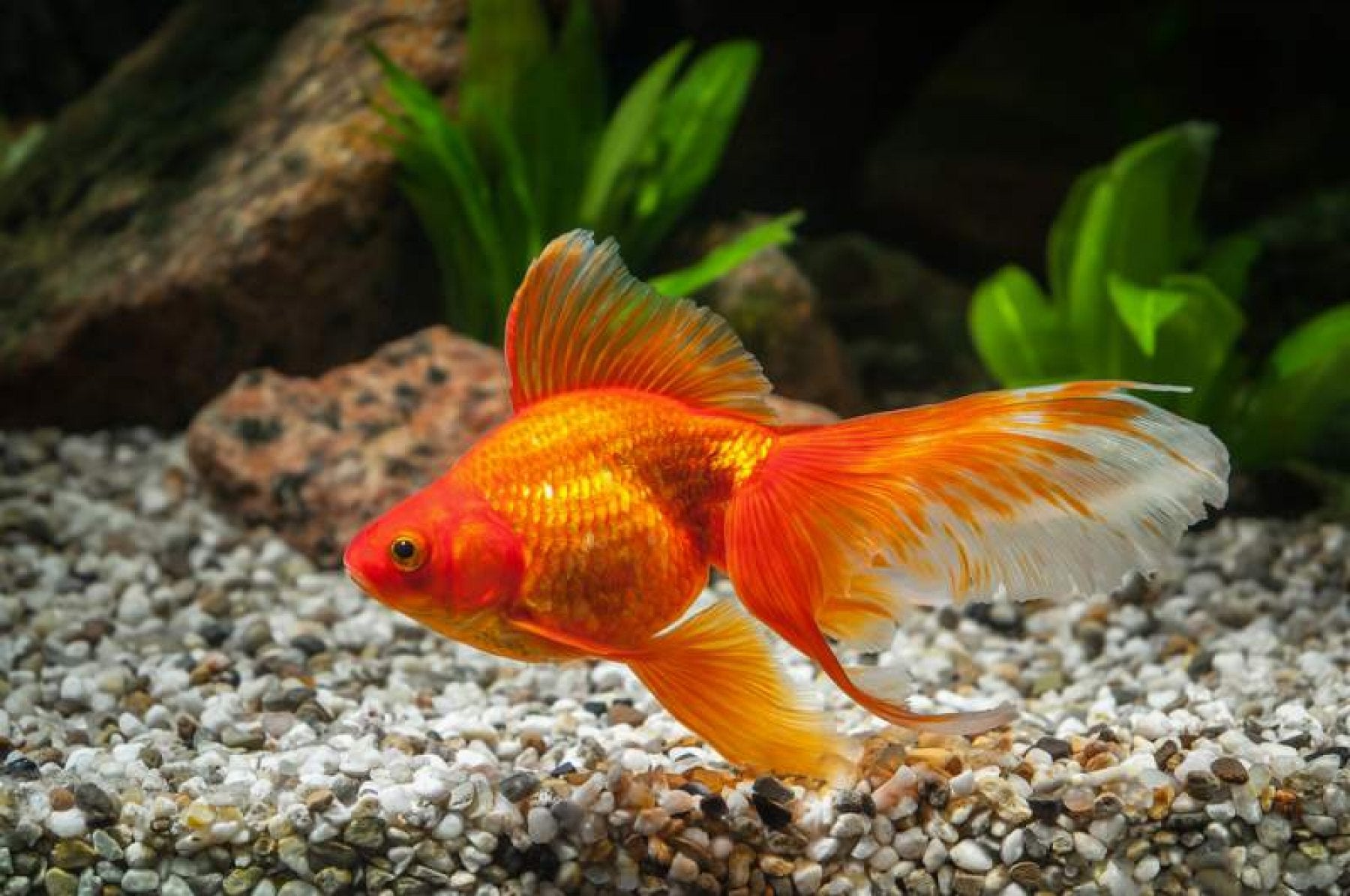 PECES BAILARINA PEQUEÑA