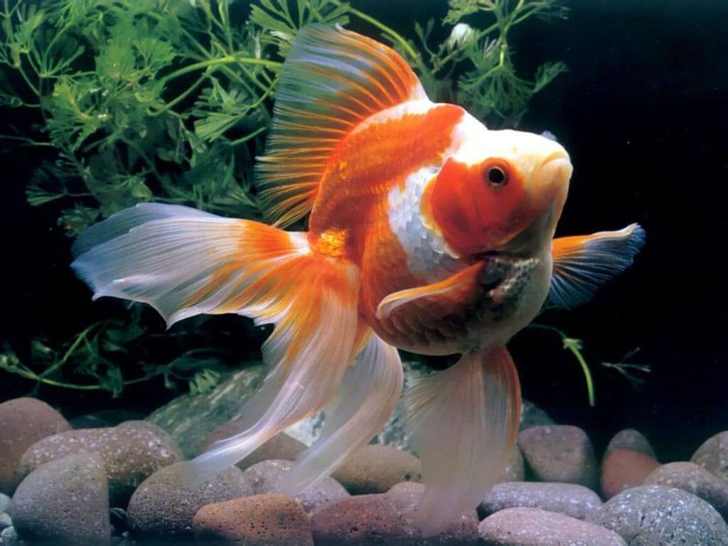 PECES BAILARINA MEDIANA