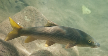 PECES SANTA FILOMENA- FILAMENTOSOS