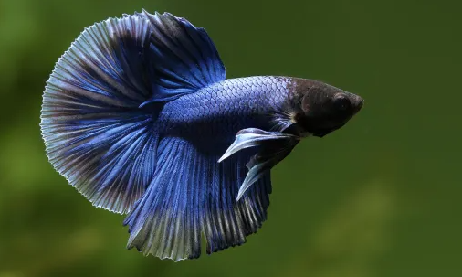 PECES BETTA MACHO
