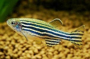 PECES CEBRA