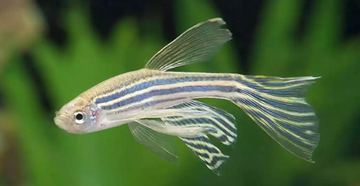 PECES CEBRA VELO