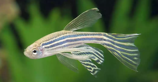 PECES CEBRA VELO