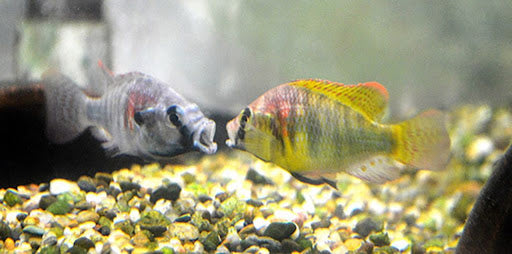 PECES CICLIDO AGRESIVO