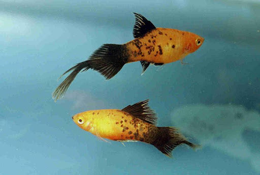 PECES COLA PLUMA