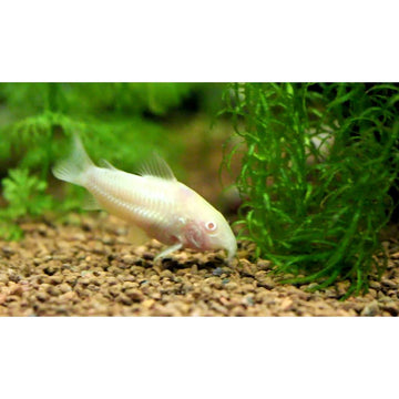 PECES CORIDORA ALBINA
