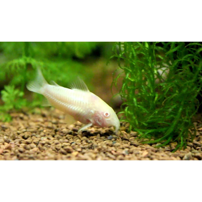PECES CORIDORA ALBINA