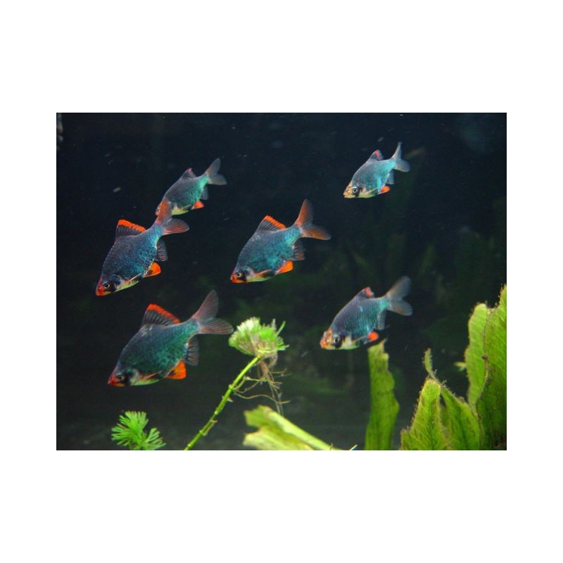 PECES BARBUS VERDE