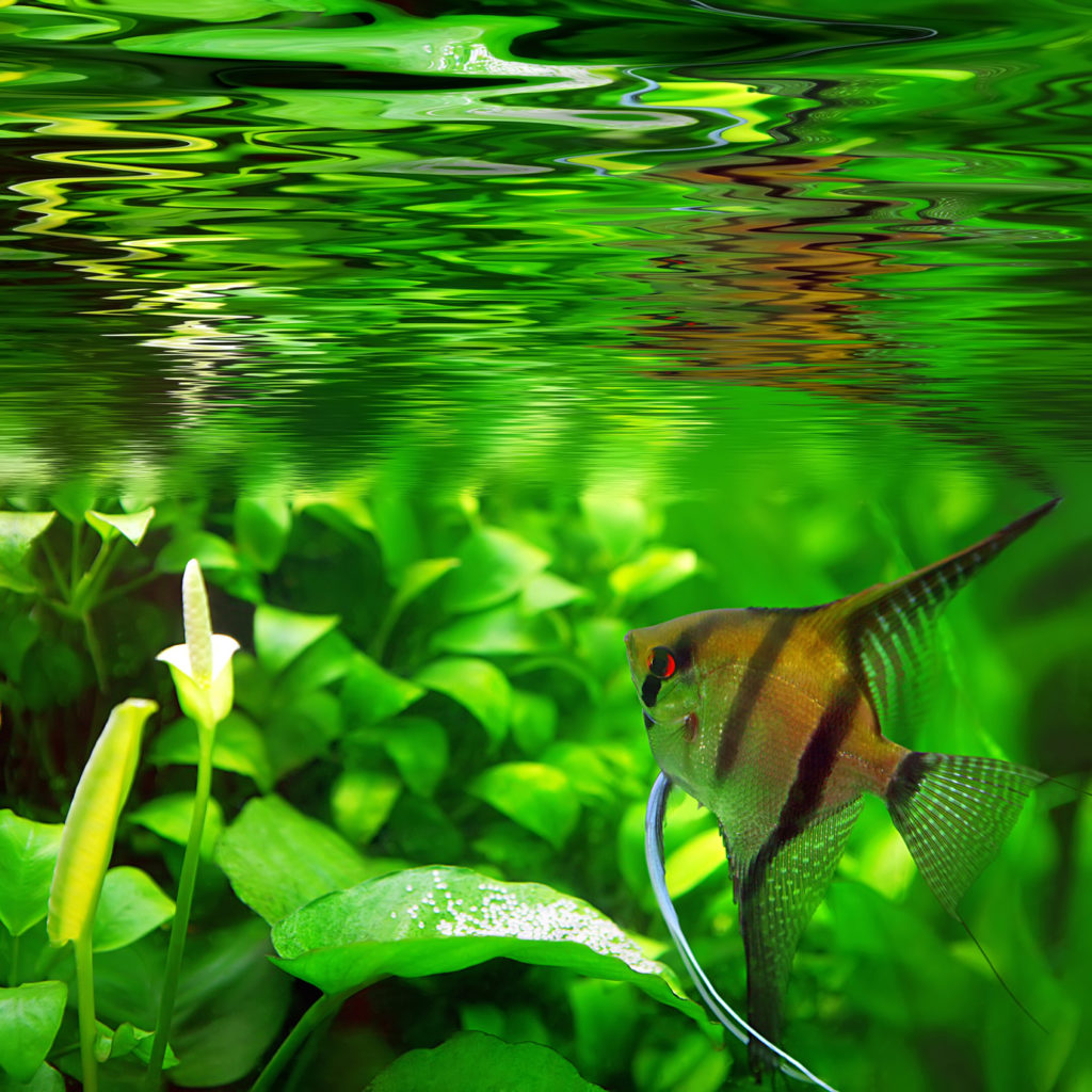 PECES ESCALAR PEQUEÑO