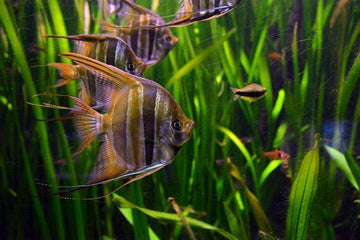 PECES ESCALAR GRANDE