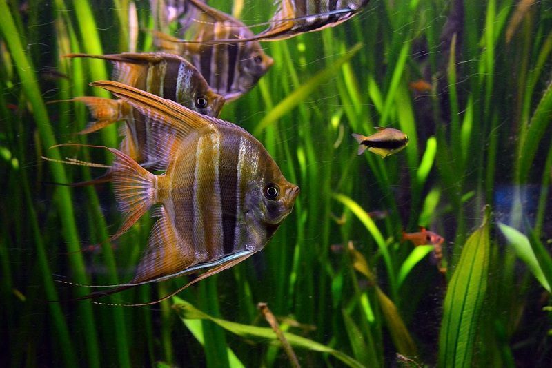 PECES ESCALAR GRANDE