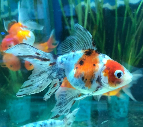 PECES GOLDFSH CALICO