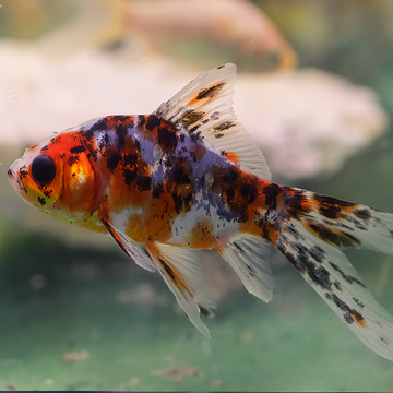 PECES GOLDFISH GRANDE