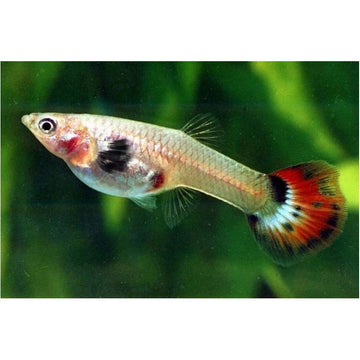 PECES GUPPY H-M