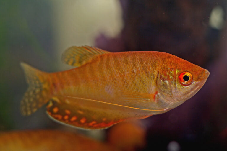 PECES GURAMI GRANDE