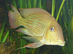 PECES JUAN VIEJO