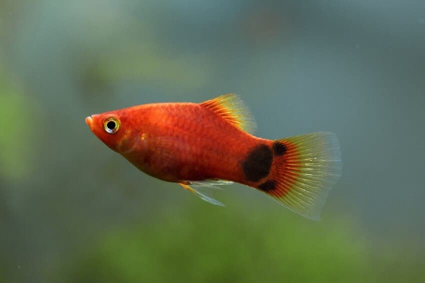 PECES MIKY