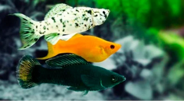 PECES MOLLY