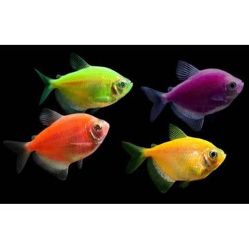 PECES MONJA SURTIDO