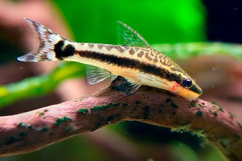 PECES OTOCINCLO ( CRISTAL )