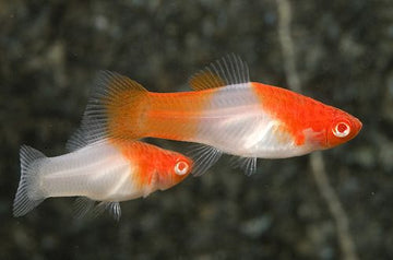 PECES KOI