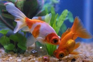 PECES TELESCOPIO