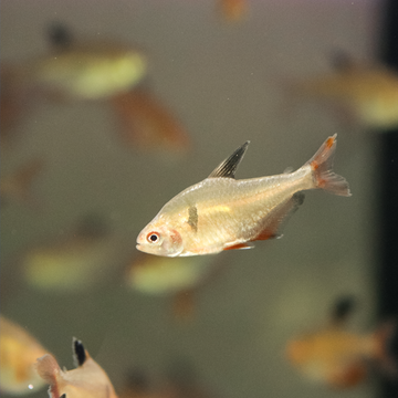 PECES TETRA LLAMA