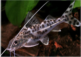 PECES TIGRITO