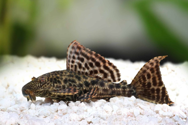 PECES CORRONCHO PEQUEÑO