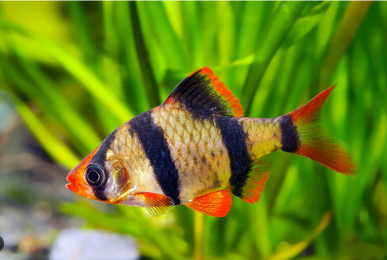 PECES BARBUS TIGRE SURTIDO