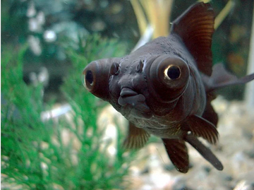 PECES GOLFISH TELESCOPIO NEGRO