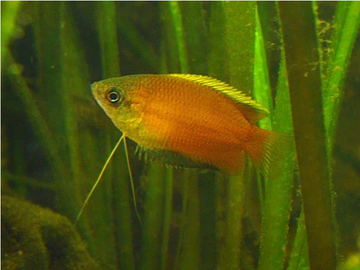 PECES GURAMY PEQUEÑO