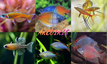 PECES ARCOIRIS