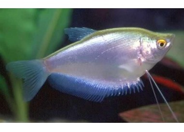 PECES LUZ DE LUNA