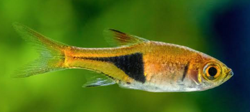 PECES RASBORA UND
