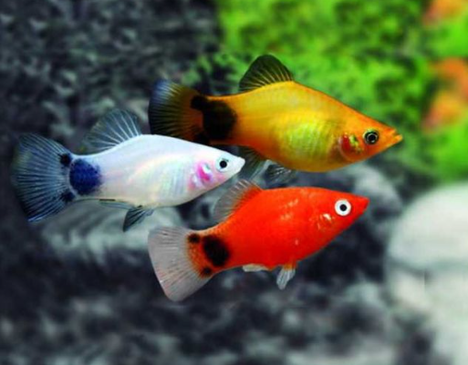 PECES PLATYS COLA DE PLUMA