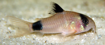 PECES CORYDORAS