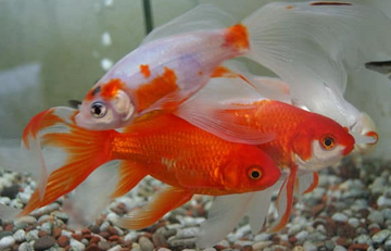 PECES GOLFISH