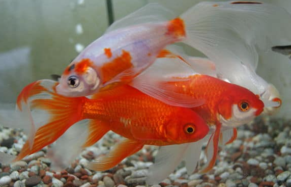 PECES GOLFISH