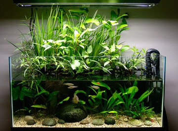 PECES PLANTAS NATURALES PARA ACUARIO