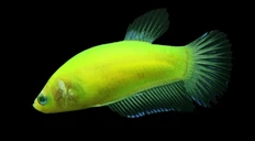 PECES BETTA NEON