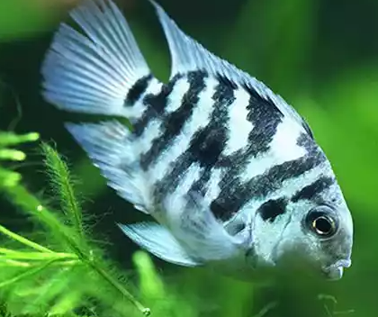 PECES POLAR