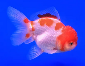 PECES CABEZA DE LEON