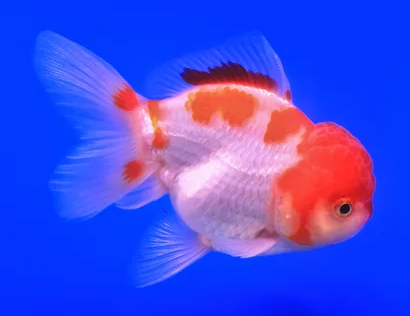 PECES CABEZA DE LEON