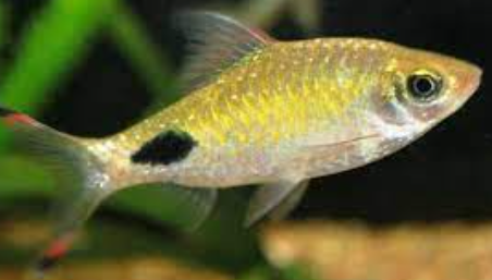 PECES FILOMENTOS