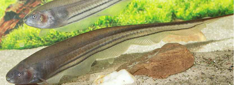 PECES CUCHILLO UND